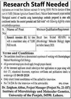 Latest University Of The Punjab Research Jobs